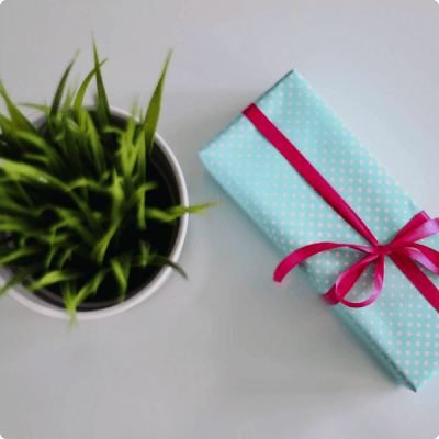 Wrapped gift on white surface next to a small plant